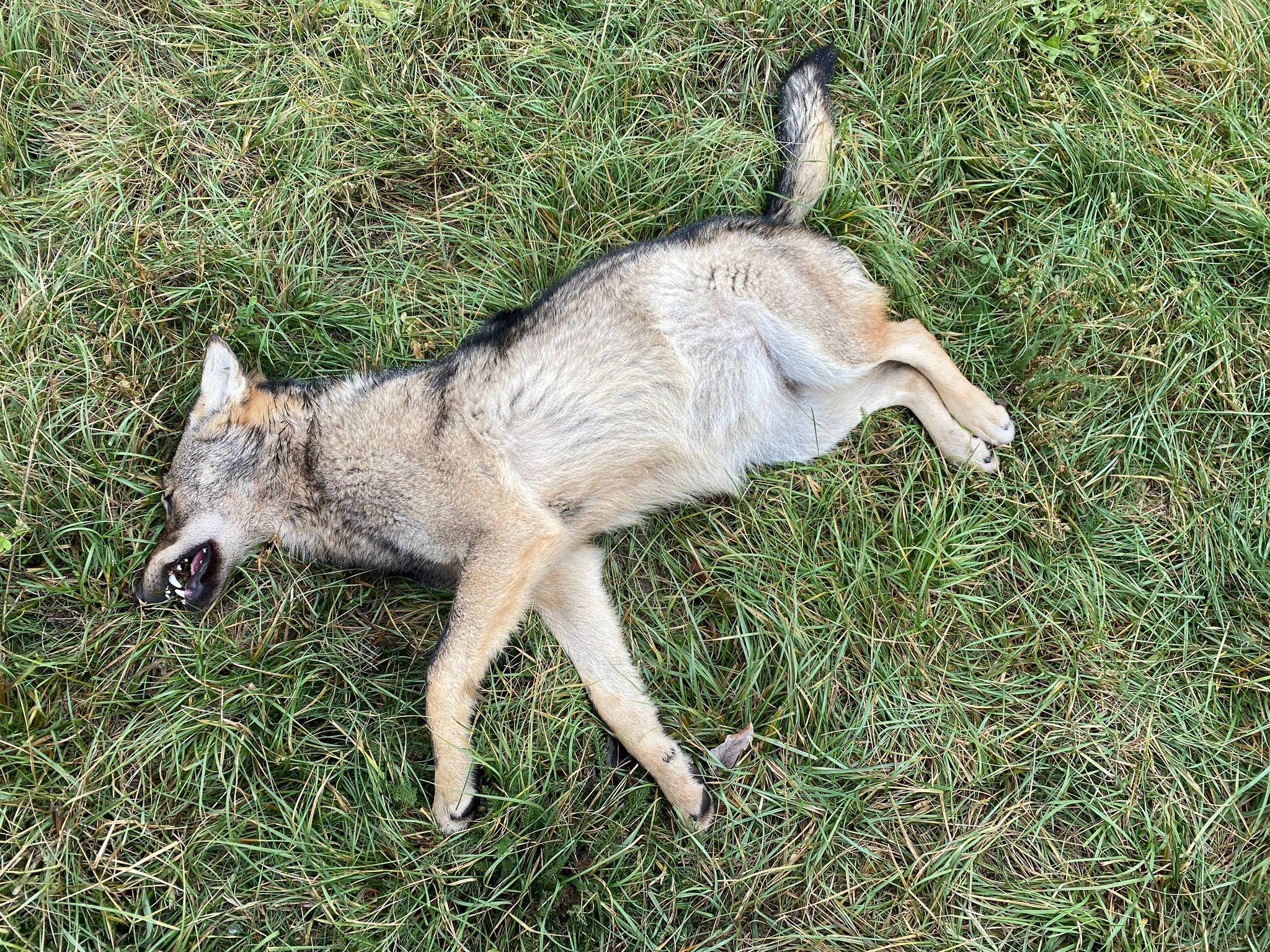 Découverte d'un loup mort dans le Bois de Finges